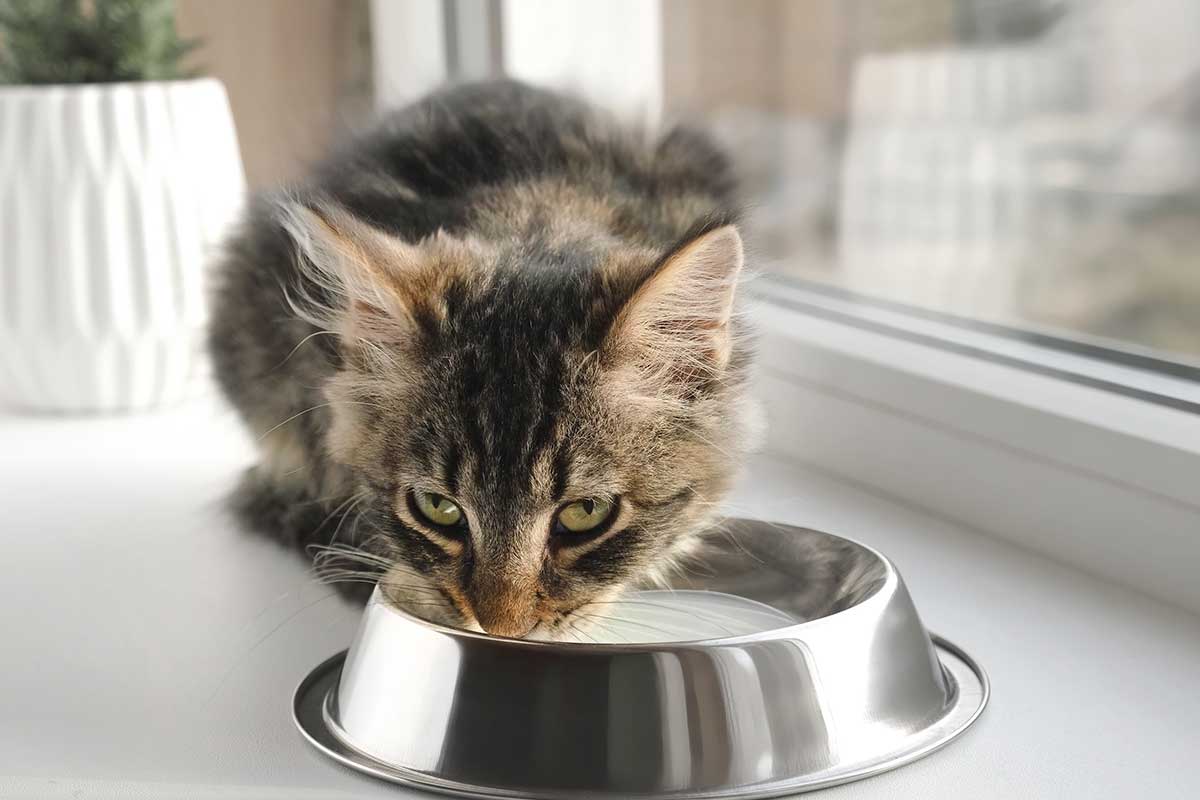 Eine junge Katze trinkt Milch aus einem Napf