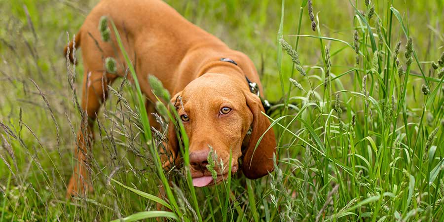 Ein Hund beim Grasfressen.