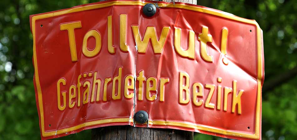 Warnschild in einem Wald mit der Aufschrift: Achtung Tollwut