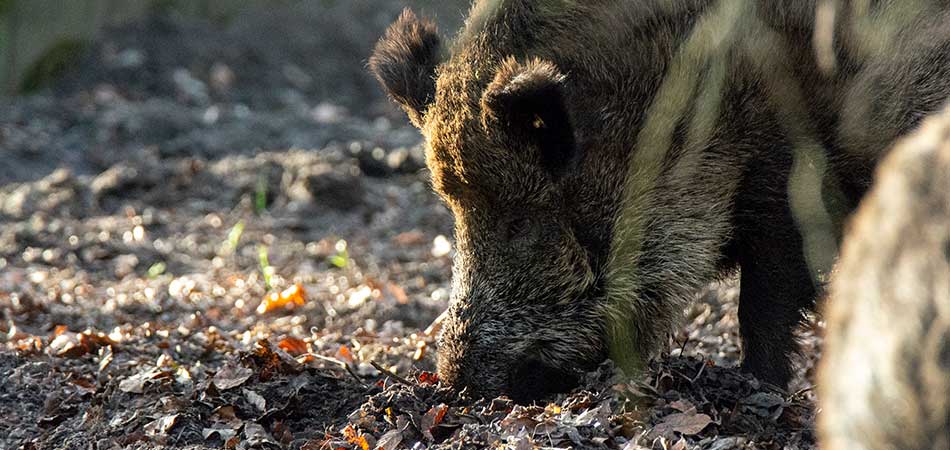 Wildschweine sind an der Verbreitung der Leptospirose in Deutschland beteiligt.