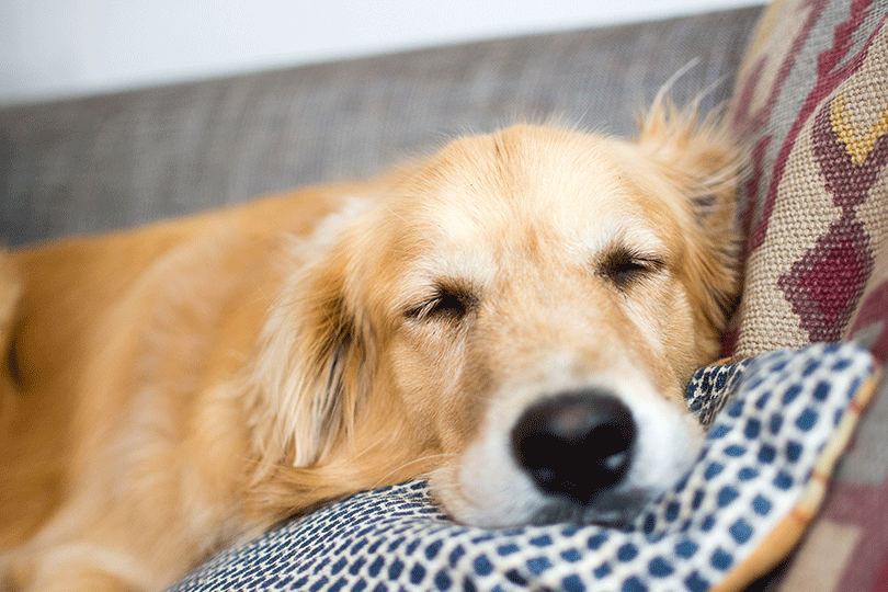 Diabetes beim Hund diagnostizieren mit Blutzuckermessung Hund 