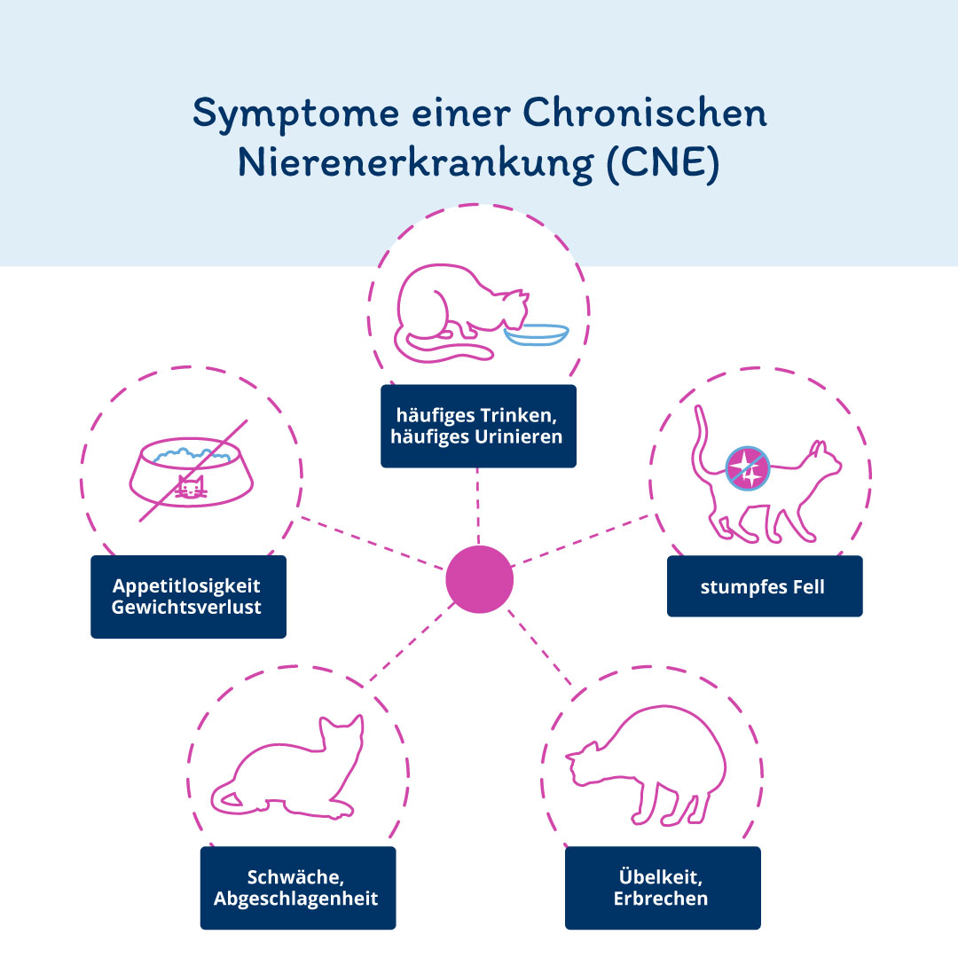 Symptome nierenerkrankung katze