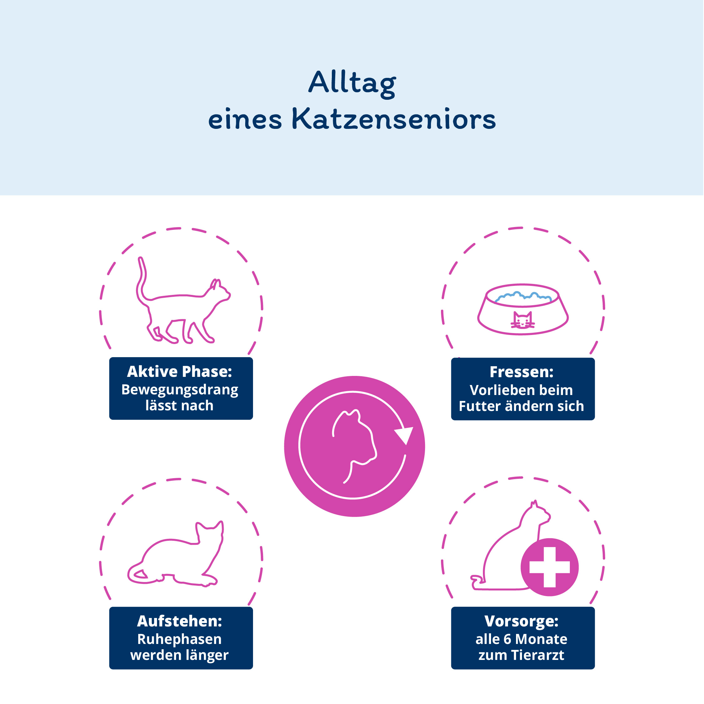 alltag einer senior katze