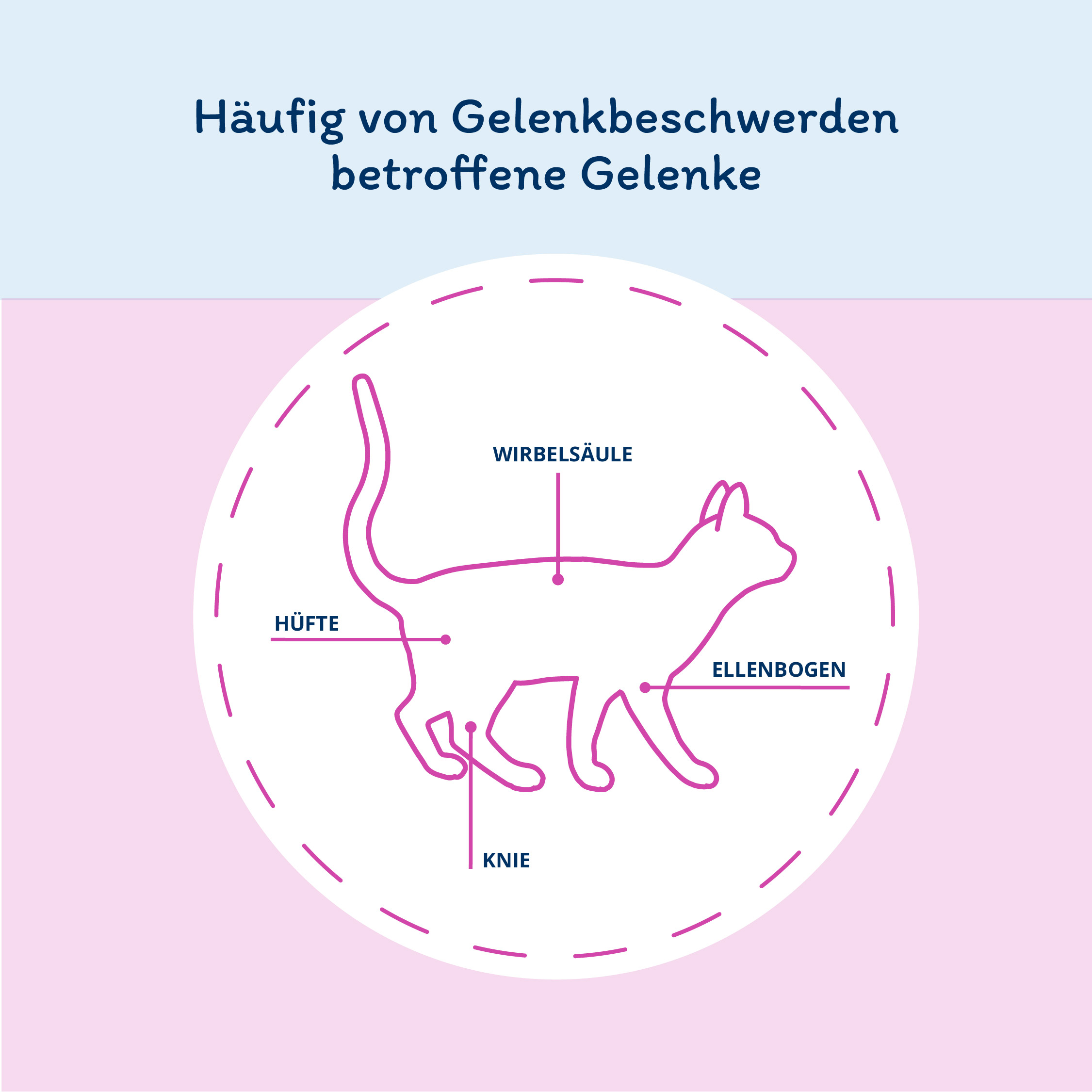 Infografik: Häufig von Gelenkschmerzen  betroffene Gelenke bei Katzen.