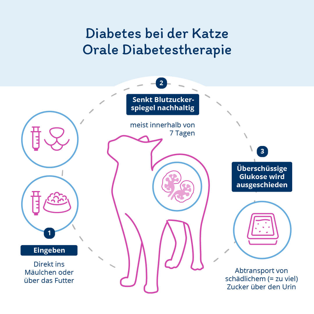 Infografik: Erklärung Behandlung Katze Diabetes ohne Insulin 