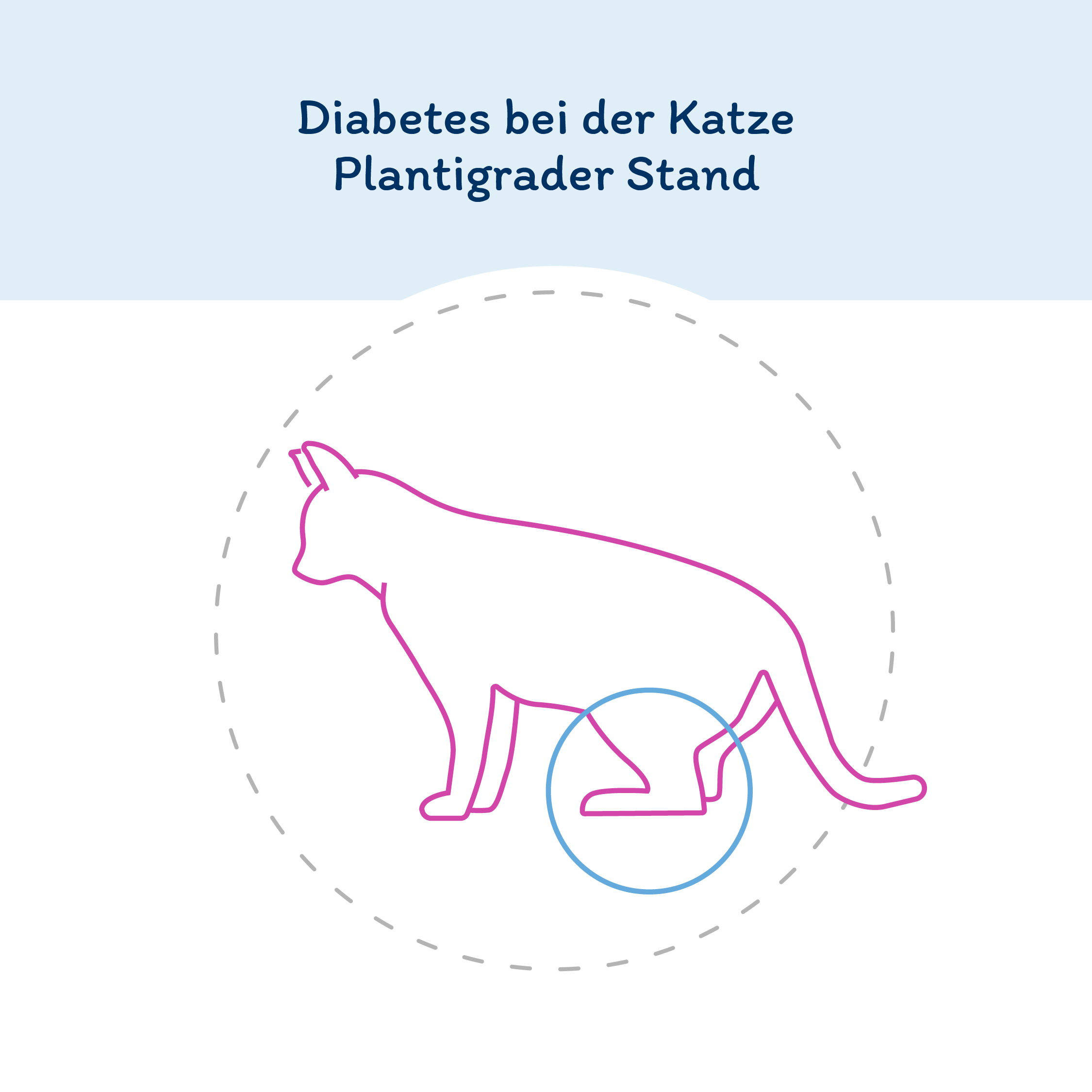 Plantigrader Gang bei Katzen kann eins der Diabetes Symptome Katze sein. 