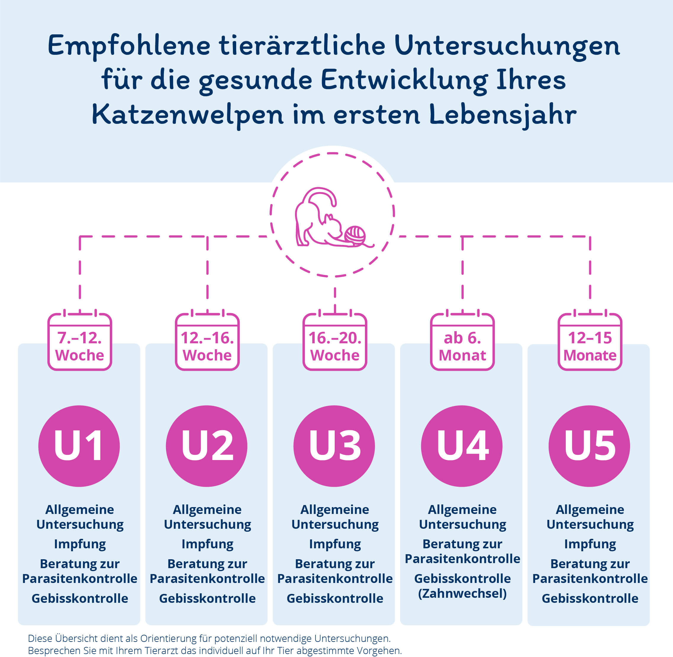 Vorsorgeuntersuchung Katzenbaby