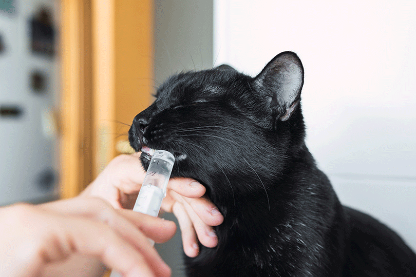 Katze bekommt Insulin oral verabreicht