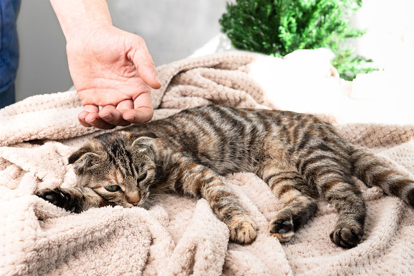 Katze liegt lethargisch da: Diabetes bei Katzen kann zu Hyperglykämie führen