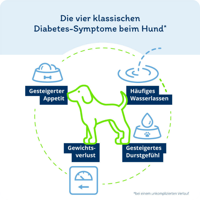 Infografik: Die vier klassischen Diabetes-Symptome beim Hund