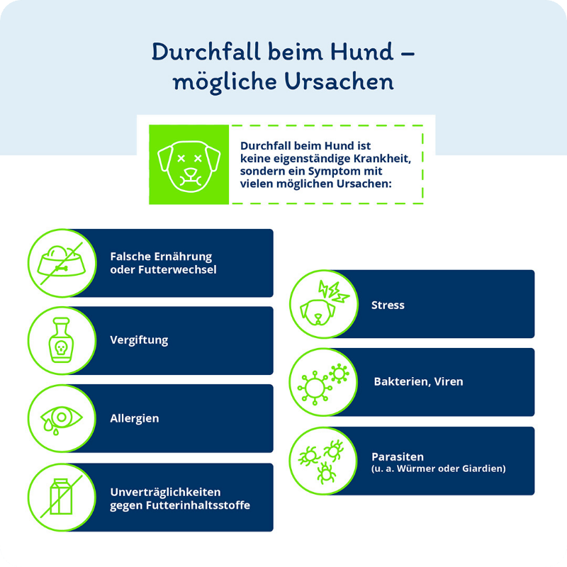 Infografik: Durchfall beim Hund - mögliche Ursachen