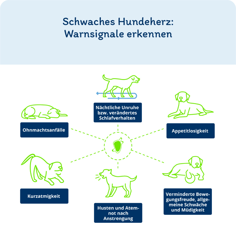 Infografik: Schwaches Hundeherz: Warnsignale erkennen