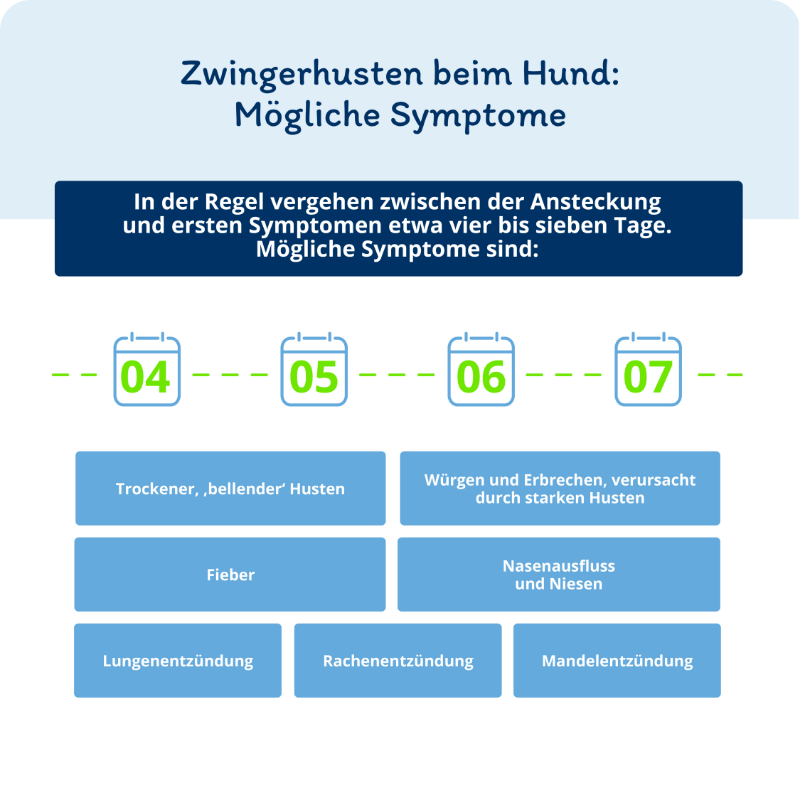 Infografik: Zwingerhusten beim Hund - mögliche Symptome