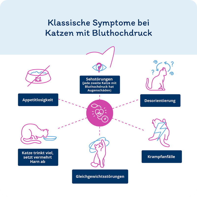 Infografik: Klassische Symptome bei Katzen mit Bluthochdruck