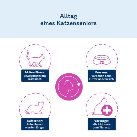 Der Alltag eines Katzenseniors