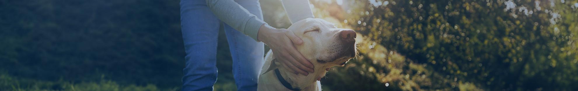 Herrchen und Hund: Giardien Hund