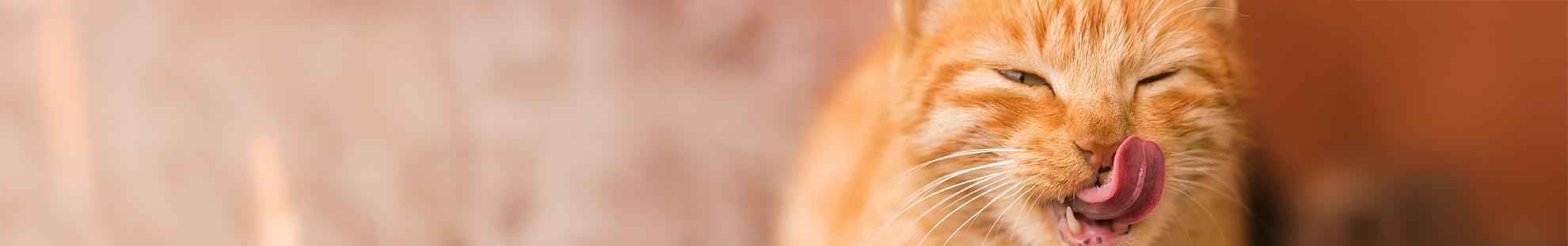 Katze leckt sich die Schnauze: Leckeres Snack Rezept