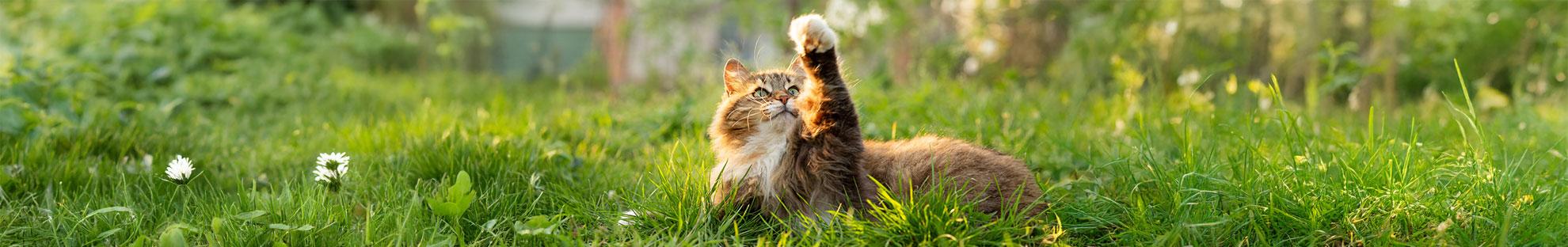 Katze sitzt entspannt im Gras: Was hinter plötzlichen Zittern bei der Katze stecken kann. 
