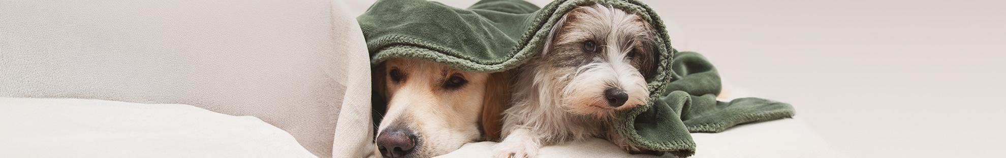 Hunde unter Decke haben Geräuschangst: Silvester oder Knallen kann bei Hunden Angst auslösen. 