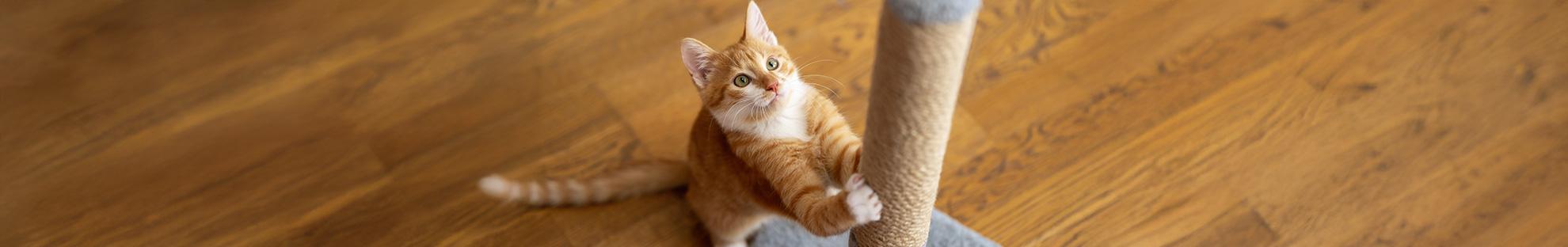 Katze kratzt einen Kratzbaum: Krallen schneiden bei Katzen nur in Ausnahmefällen nötig. 