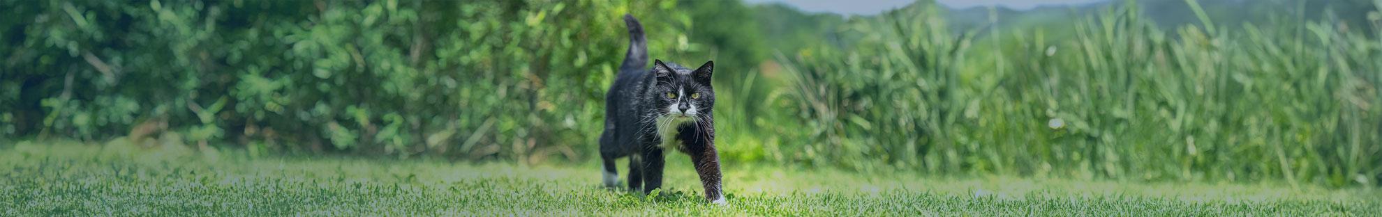 alte Katze auf der Wiese: Wie alt werden Katzen?