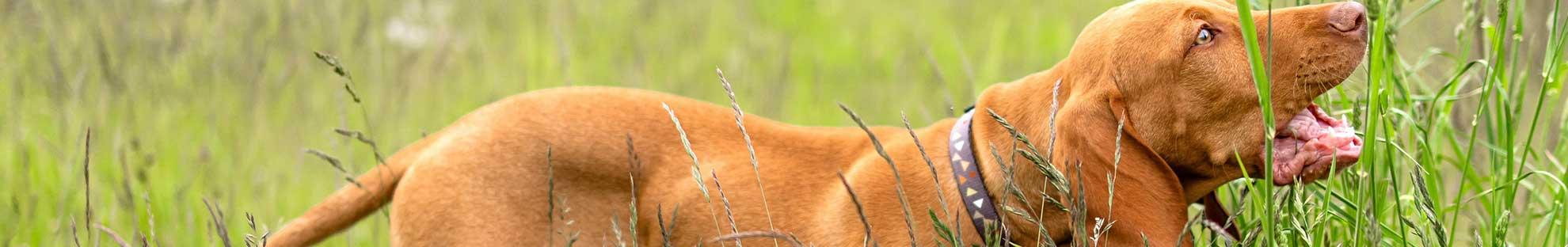 Ein Hund frisst Gras
