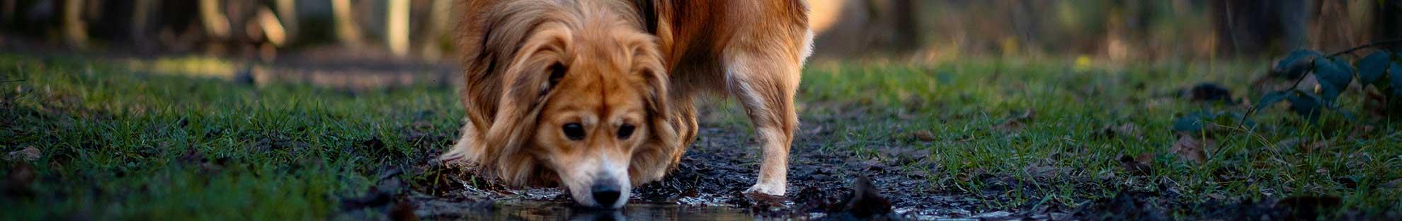 Hund trinkt Wasser aus einer Pfütze im Wald. Dabei besteht Gefahr mit Leptospirose-Bakterien in Kontakt zu kommen.