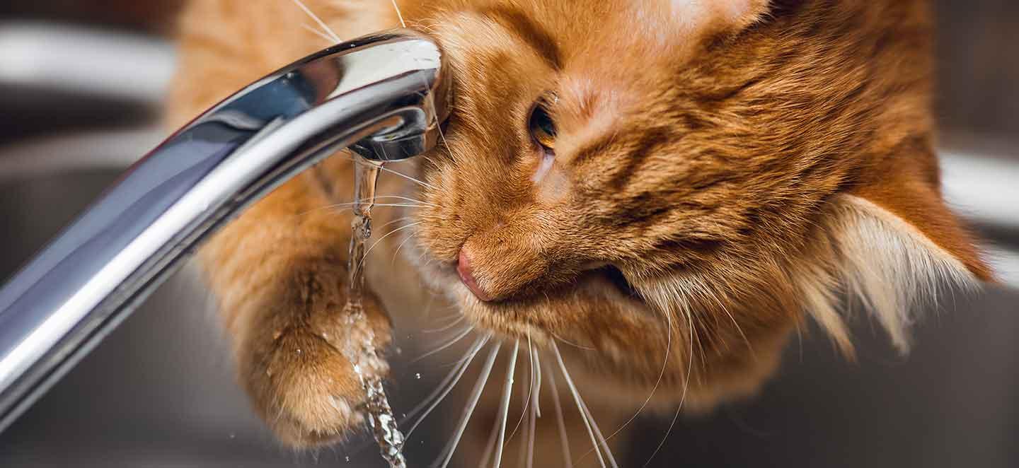 Wenn die Katze mehr trinkt als sonst kann das ein Hinweis auf Niereninsuffizienz bei der Katze sein.