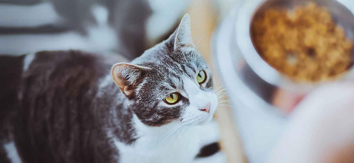 Katze beim Fressen: Manche Katzen mit Diabetes versuchen, den Energiemangel durch mehr Essen auszugleichen. 