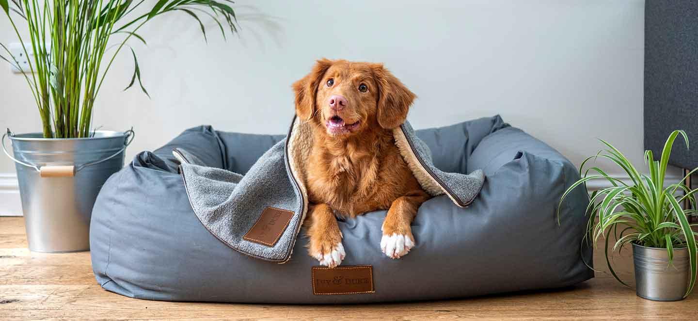 Hund im Hundebett. Damit ihr Hund gesund bleibt, empfehlen sich regelmäßige Vorsorgeuntersuchungen.