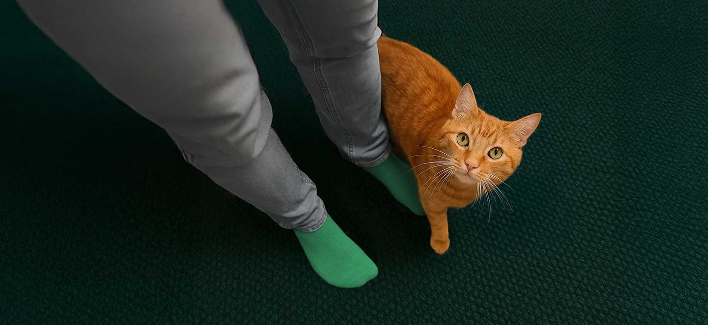 Katze am Bein seiner Halterin mit fragendem Blick.