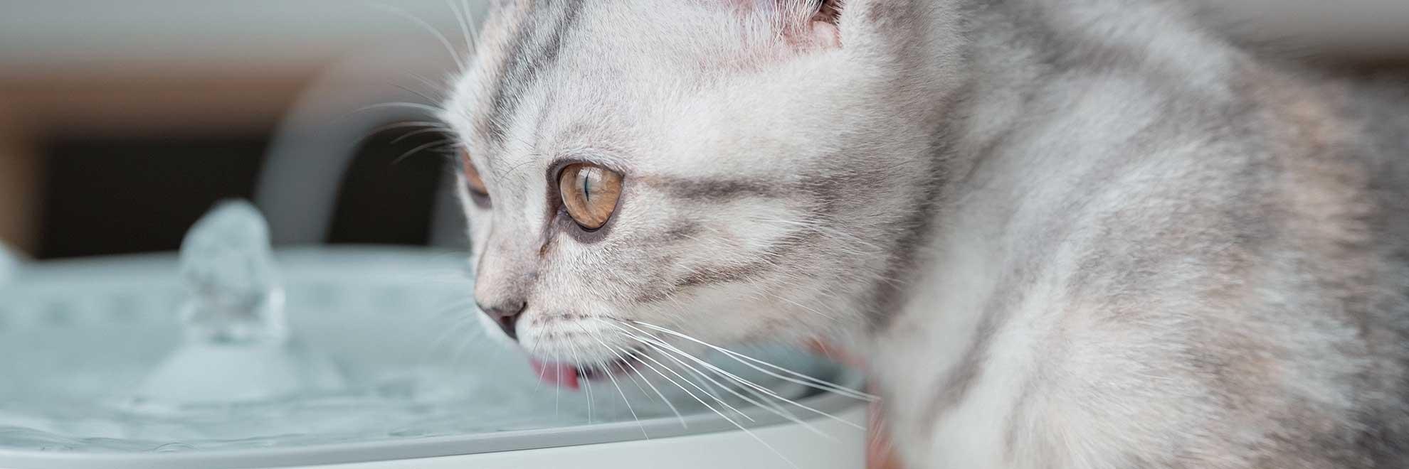 EIne Katze, die viel trinkt, kann gesundheitliche Probleme haben.