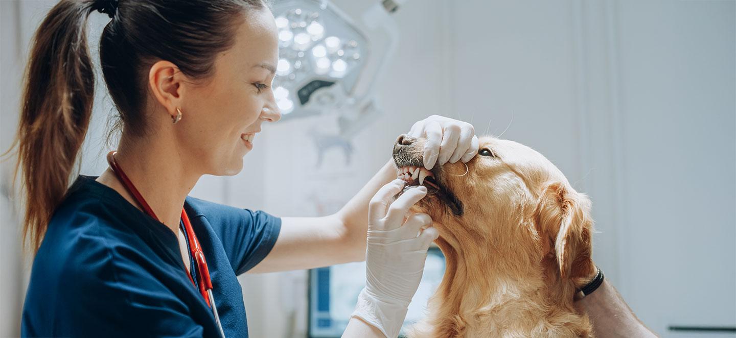Hund bei der Tierärztin, die den Zahnstein beim Hund untersucht. 