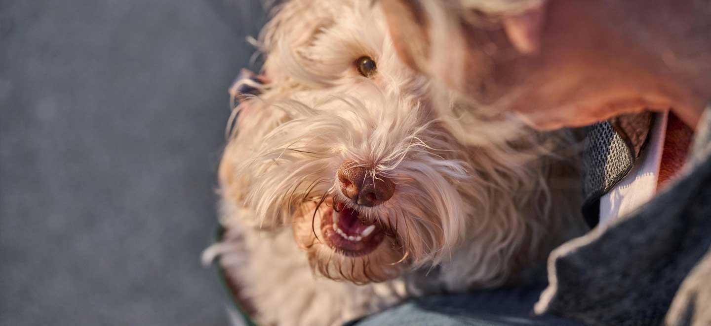 Hund mit Frauchen