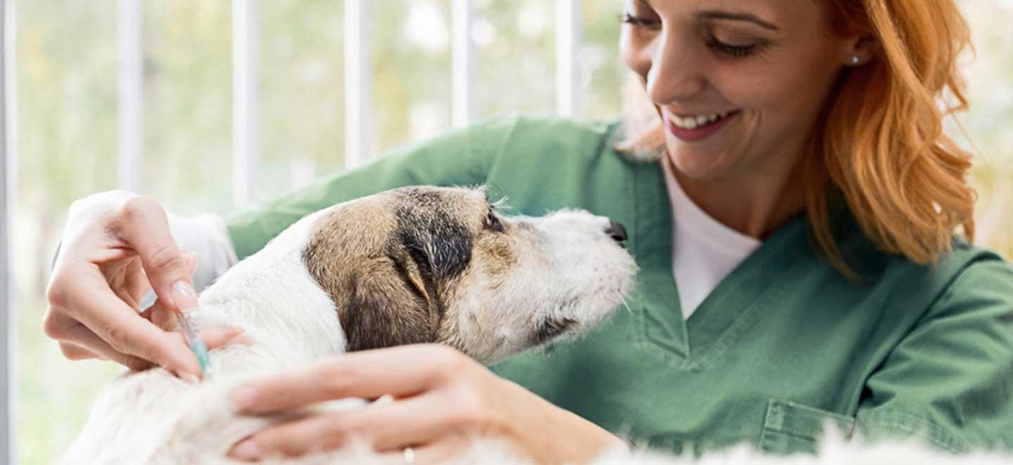 Diabetes beim Hund:Verabreichung von Insulin.