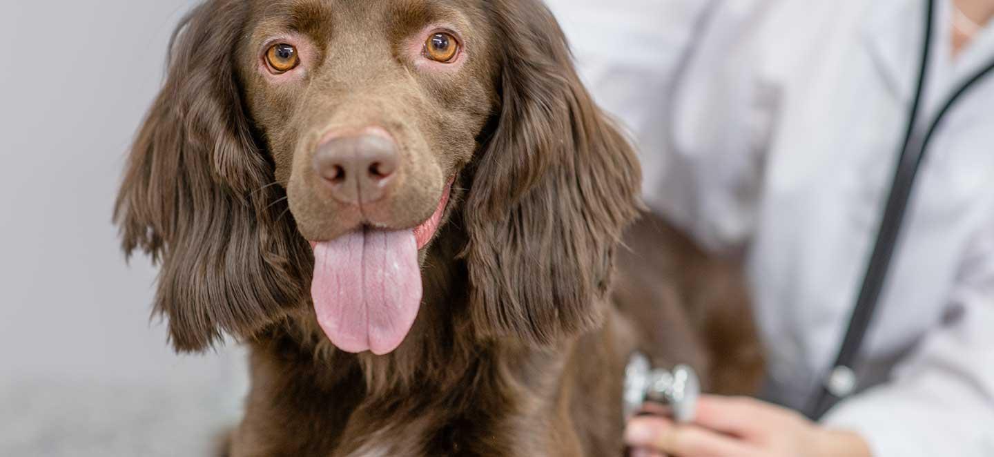 Tierarzt hört das Herz eines Hundes ab.