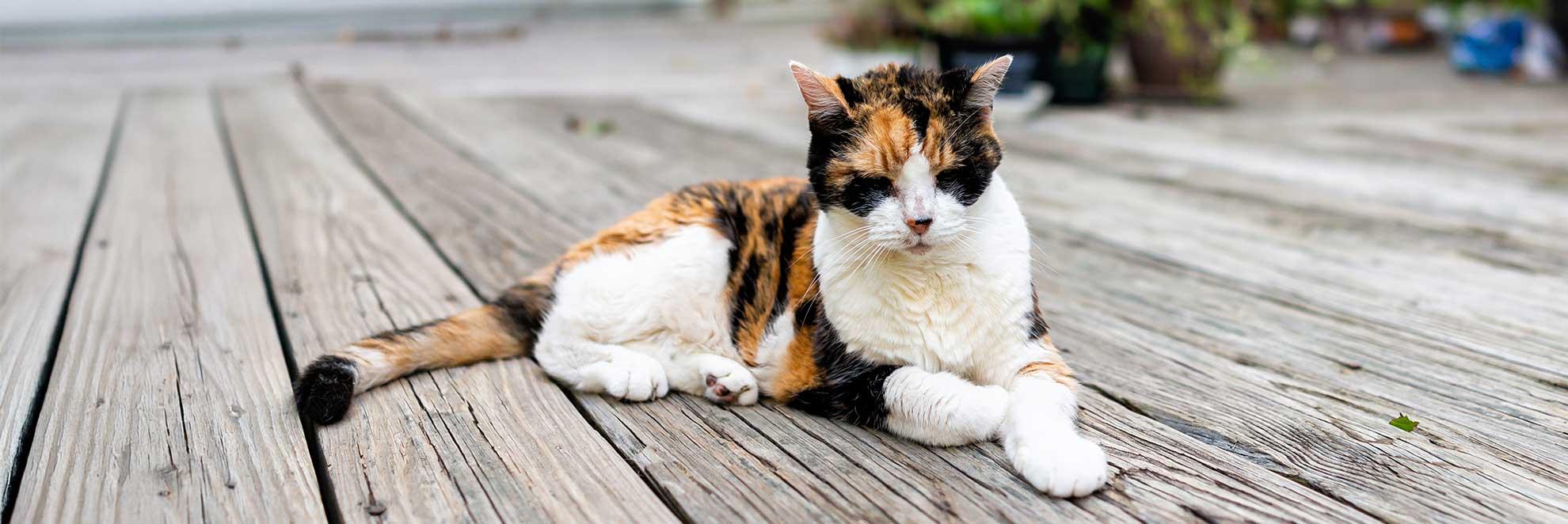 Eine alte Katze, die an Nierenversagen im Endstadium leidet