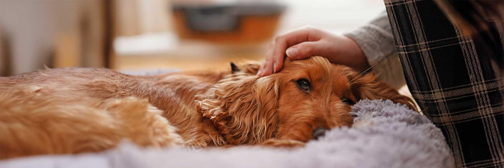 Hund liegt schwach auf Decke: Unterzuckerung beim Hund zeigt sich durch starke Erschöpfung
