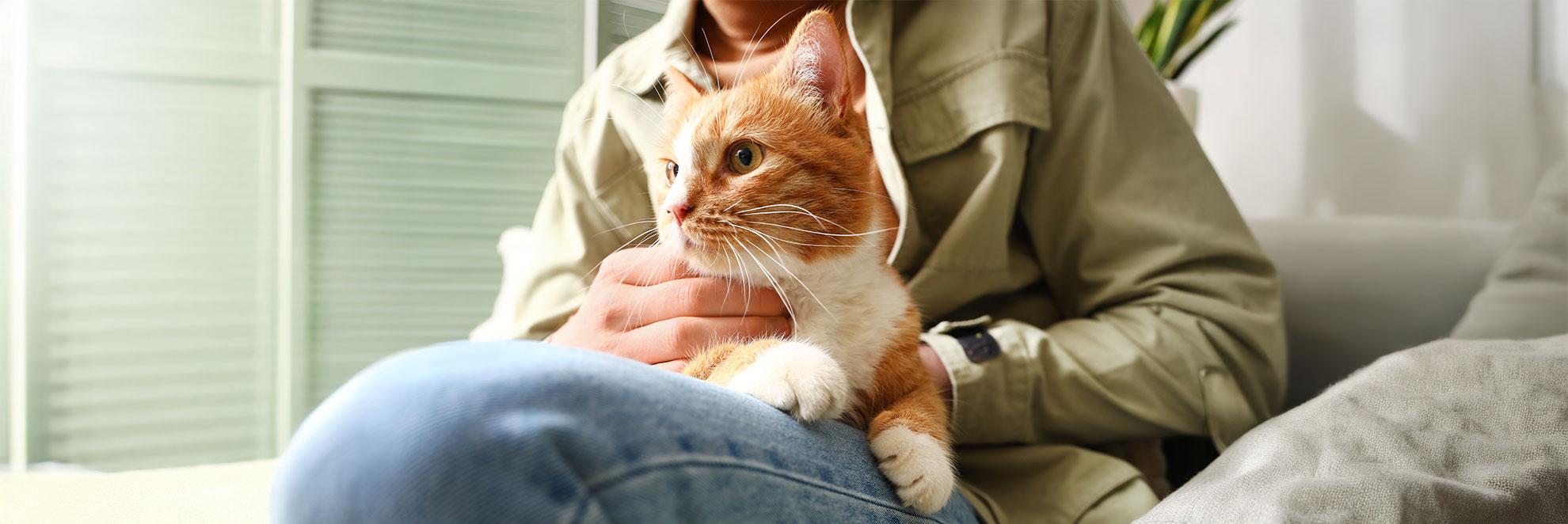 Vor der Insulinspritze: Katze wartet auf dem Schoss der Besitzerin. 