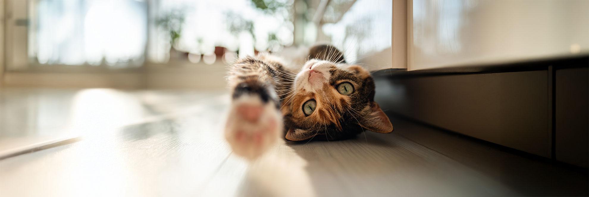 Katze liegt auf Küchenboden und wartet darauf ihr Katzen Diabetes ohne Insulin zu behandeln