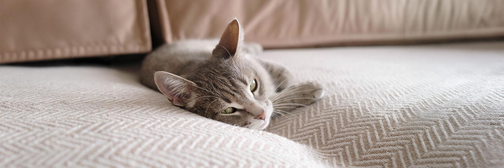 Katze mit Diabetes zeigt Symptome und liegt antriebslos auf dem Sofa
