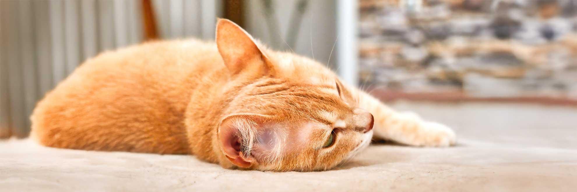 Katze liegt schwach auf dem Bett: Schwäche ist ein Anzeichen für Unterzuckerung bei der Katze.