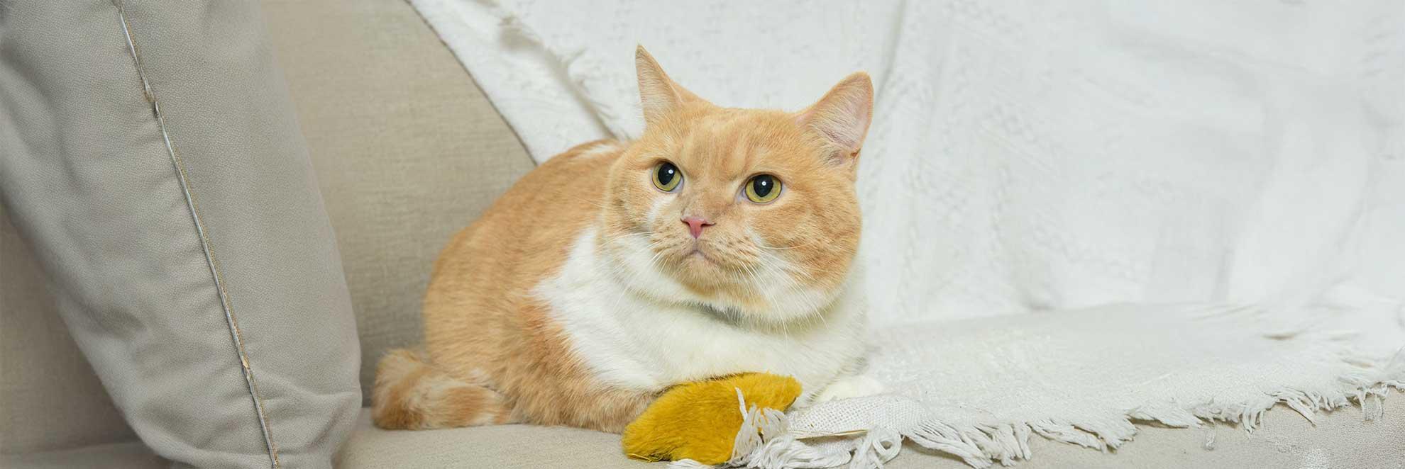 Eine übergewichtige Katze: Diabetes bei Katzen erkennen ist nicht so einfach.