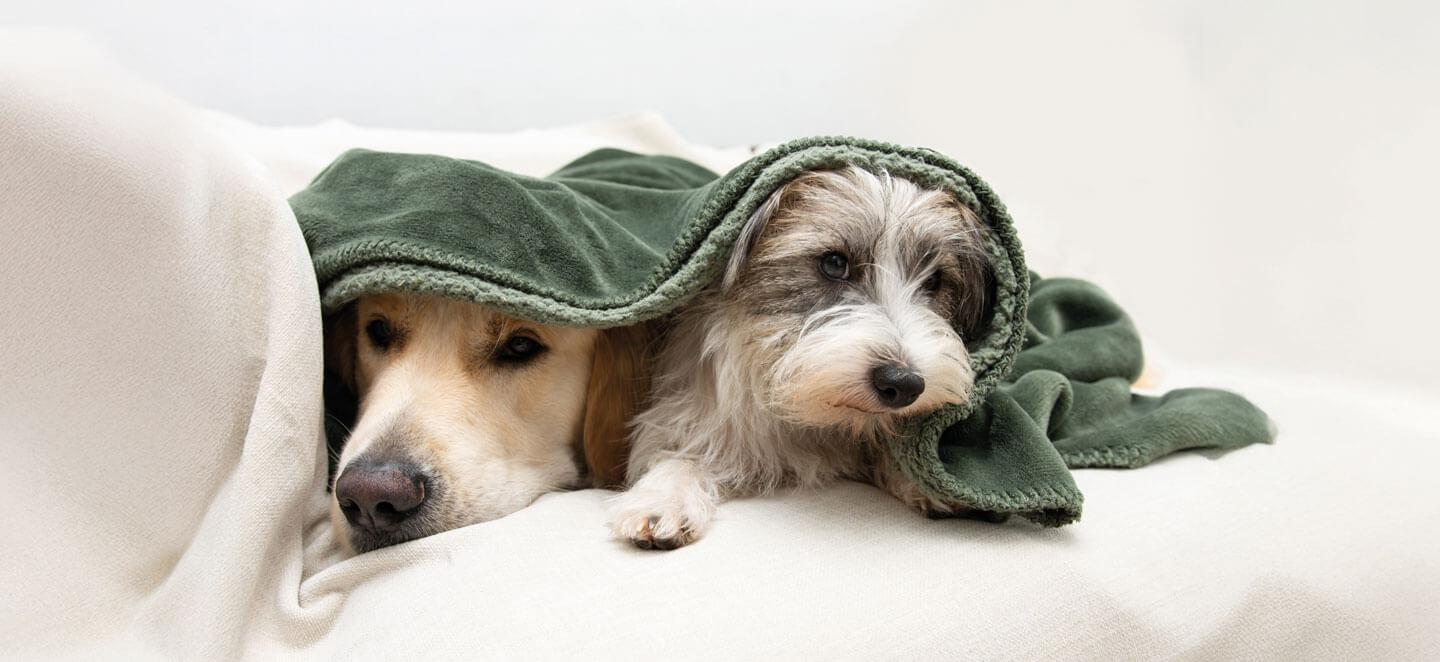 Zwei Hunde liegen unter einer grünen Decke und haben Geräuschangst