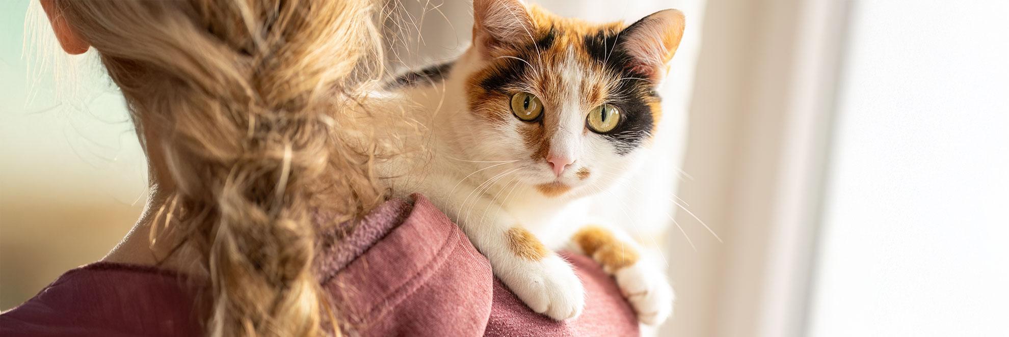 Katze auf dem Arm wartet auf Ergebnisse nach dem Bluttest der Diagnostik Aktion 2025. 