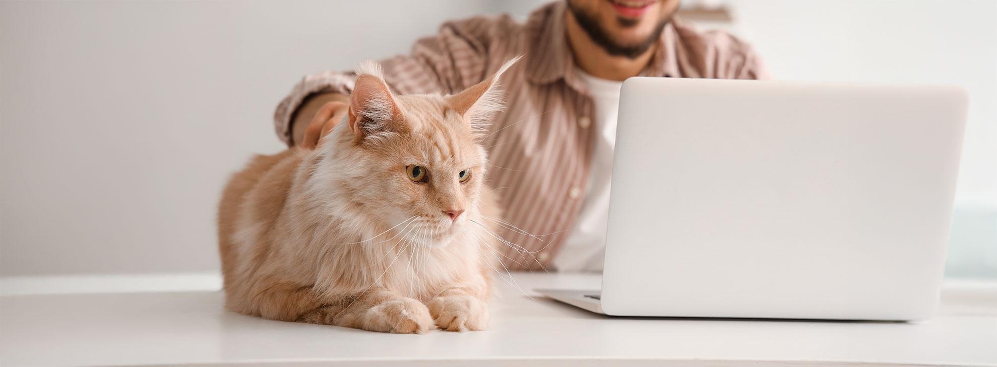 Rot-weiße Katze mit Diabetes Tagebuch Eintrag wird durch ihr Herrchen am Laptop gepflegt. 
