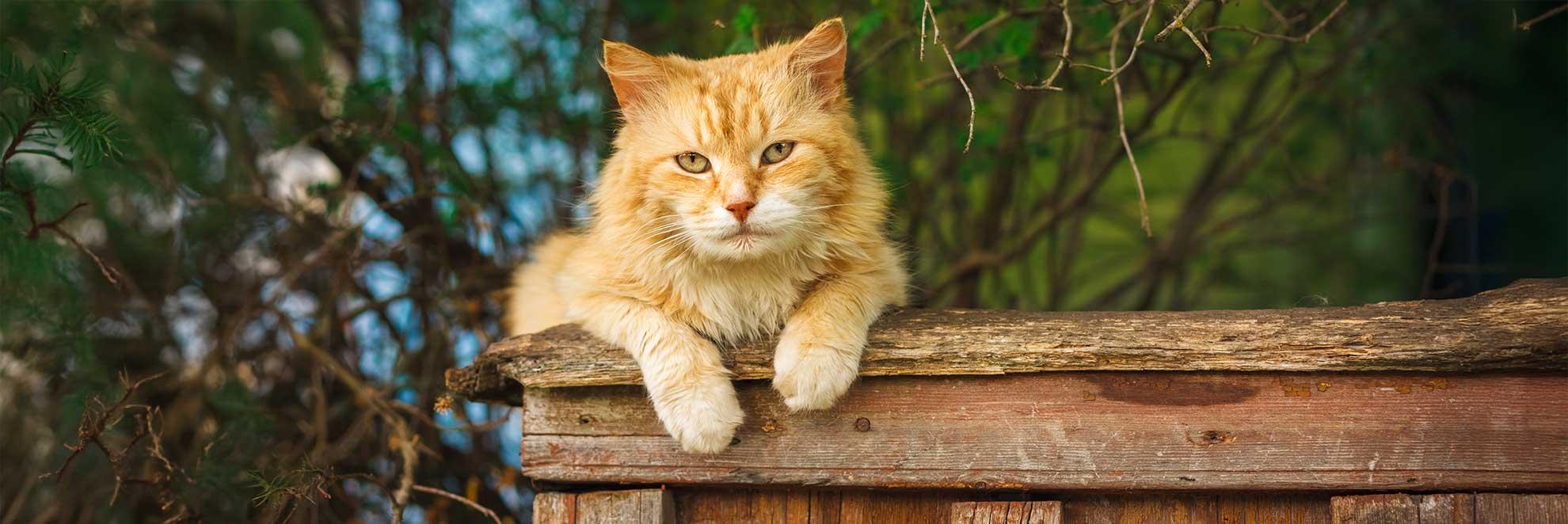 Arthrose bei Katzen tritt häufig bei älteren Katzen auf und kann die Gelenke belasten.
