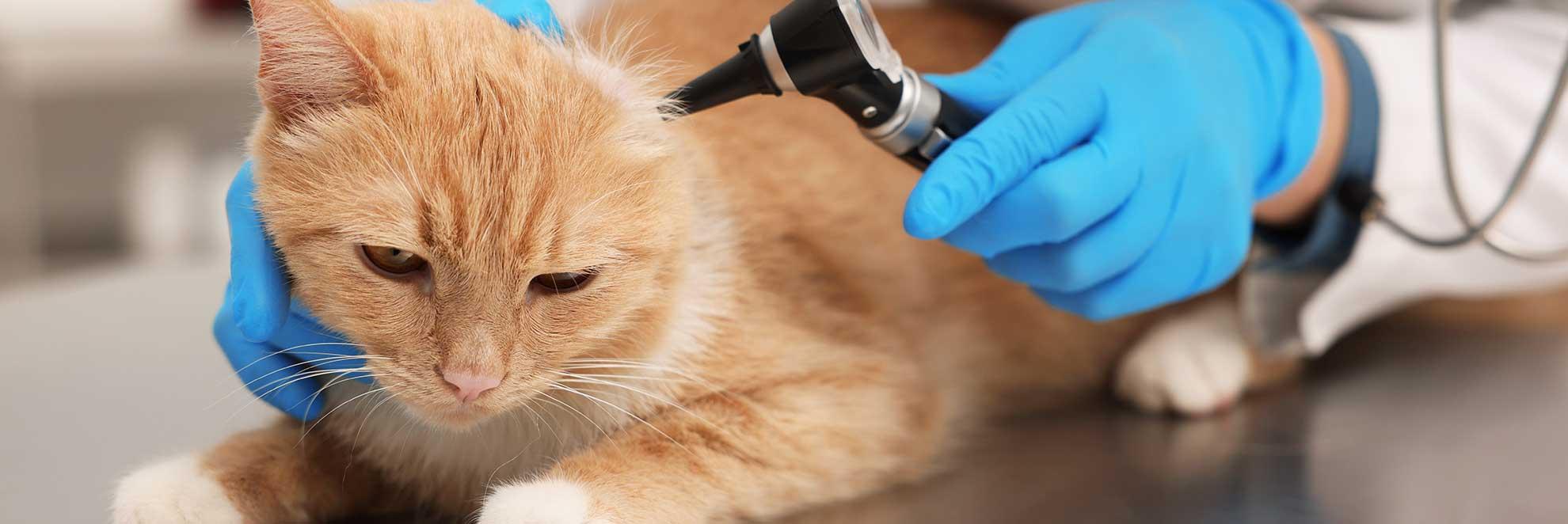 Katze bei einer Untersuchung beim Tierarzt. Viele Katzenhalter fragen sich: Wann zum Tierarzt mit der Katze?