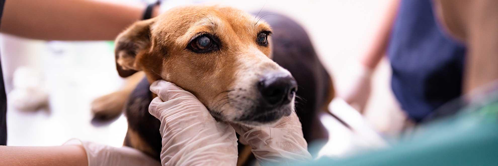 Ein Hund beim Tierarzt. Häufig fragen sich Hundehalter: Wann zum Tierarzt mit Hund?