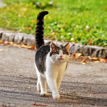 Katze mit gestrecktem senkrechten Schwanz: freundlich